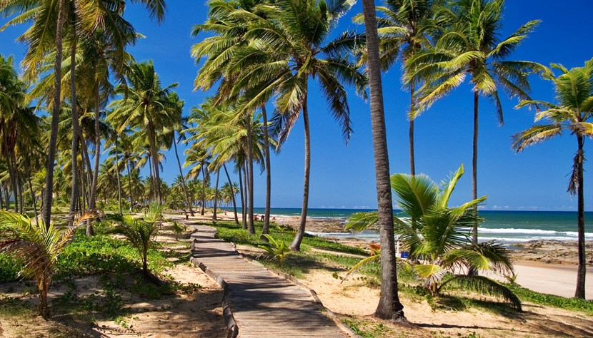 Palmeiras marcam paisagens da Costa do Sauípe