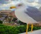 Gaivotas completam a paisagem de Roma 