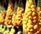 Frutas de Maceió