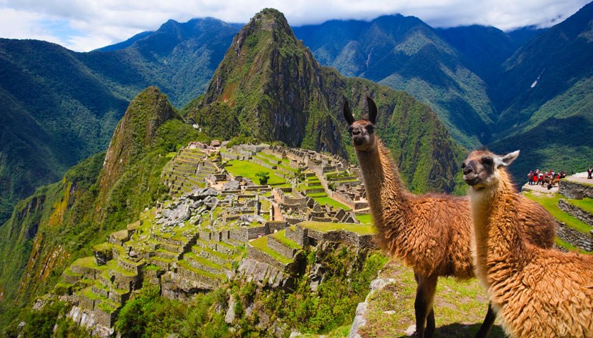 Lhamas completam paisagem de Machu Picchu