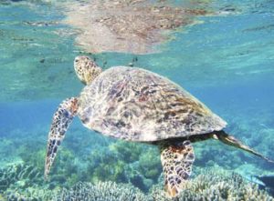 Cozumel