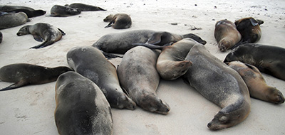 galapagos-ilha-santa-fe-thinkstock-494096417