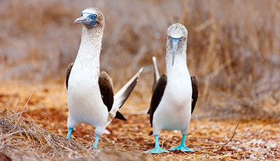 galapagos-ilha-seymour-thinkstock-473260552