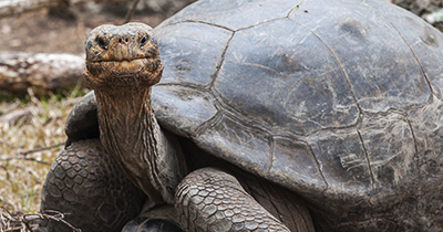galapagos-tartaruga-gigante-thinkstock-487568273