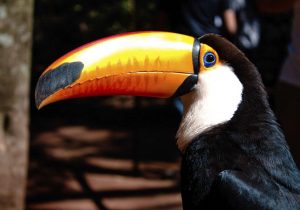 Tucano no Parque Nacional de Foz do Iguaçu