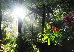 Parque das Aves