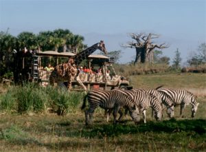 Disney's Animal Kingdom Theme Park