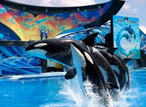 Sea World, Orlando