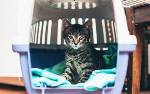 Os animais devem estar em caixas de transporte adequadas