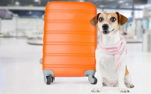 Companhias aéreas transporte animais
