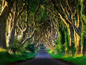 Irlanda do Norte, floresta Dark Hedges