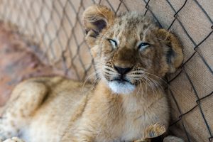 kruger-park-lion-joanesburgo