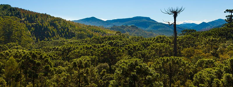 Monte Verde