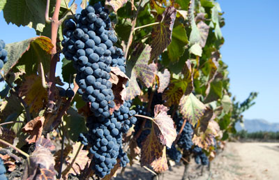 santiago-vinicola-chile
