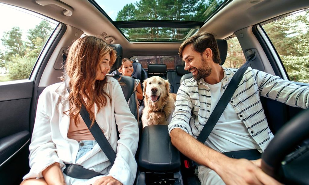 Entenda como funcionam os Hotéis Pet Friendly para você levar seu pet em todos os lugares da forma correta