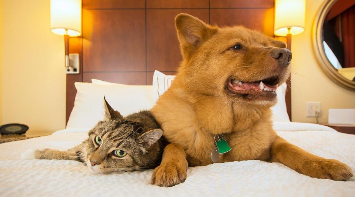 Entenda como funcionam os Hotéis Pet Friendly para você levar seu pet em todos os lugares da forma correta