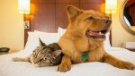 Entenda como funcionam os Hotéis Pet Friendly para você levar seu pet em todos os lugares da forma correta