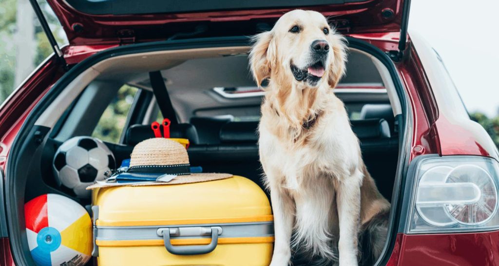 Entenda como funcionam os Hotéis Pet Friendly para você levar seu pet em todos os lugares da forma correta