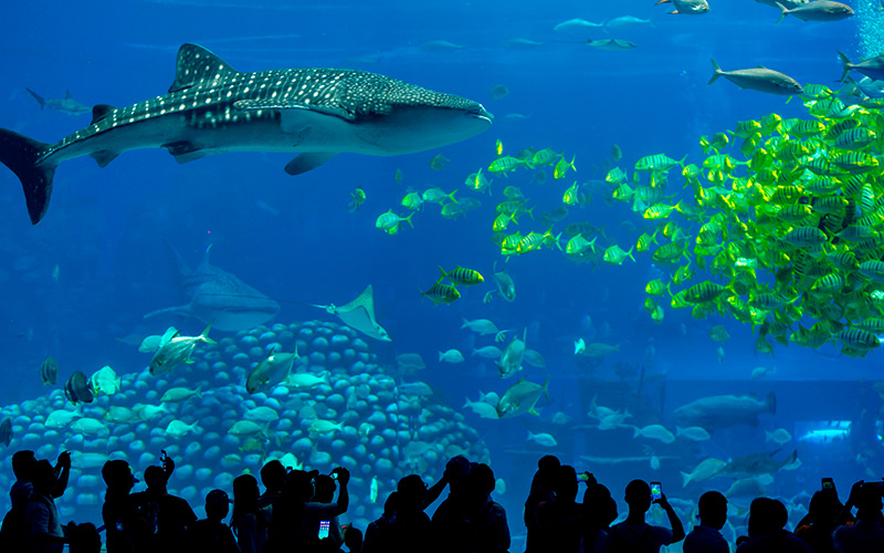 china-chimelong-ocean-kingdom