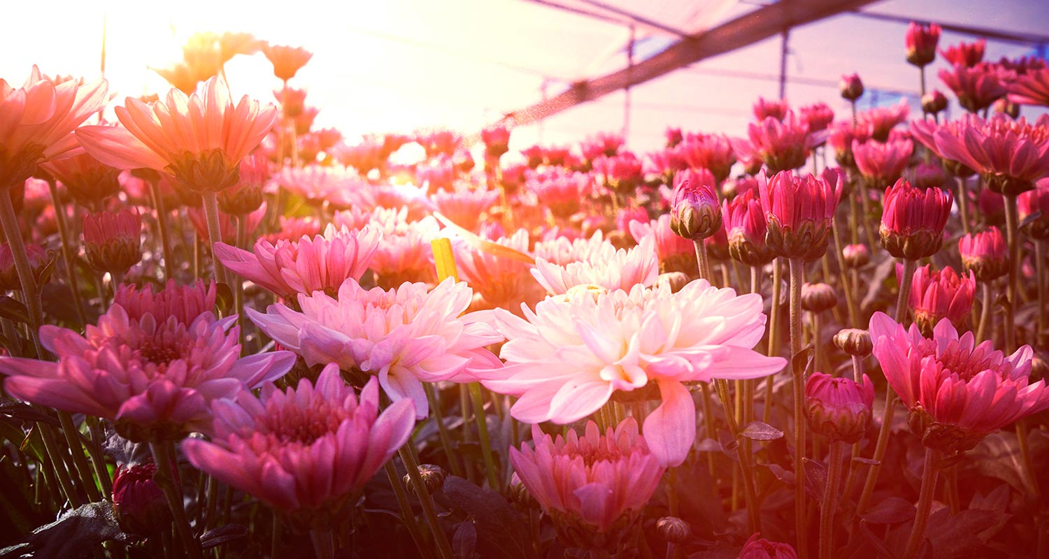 Flores