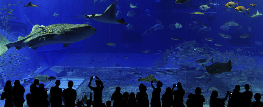 japao-okinawa-aquarium