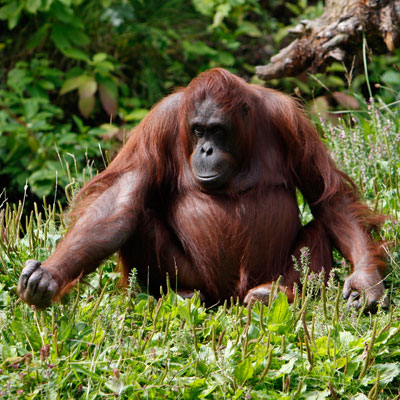 dublin-zoologico