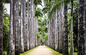 jardim-botanico-rj