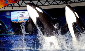 SeaWorld, One Ocean