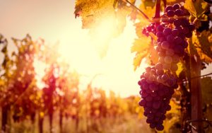 vinicolas