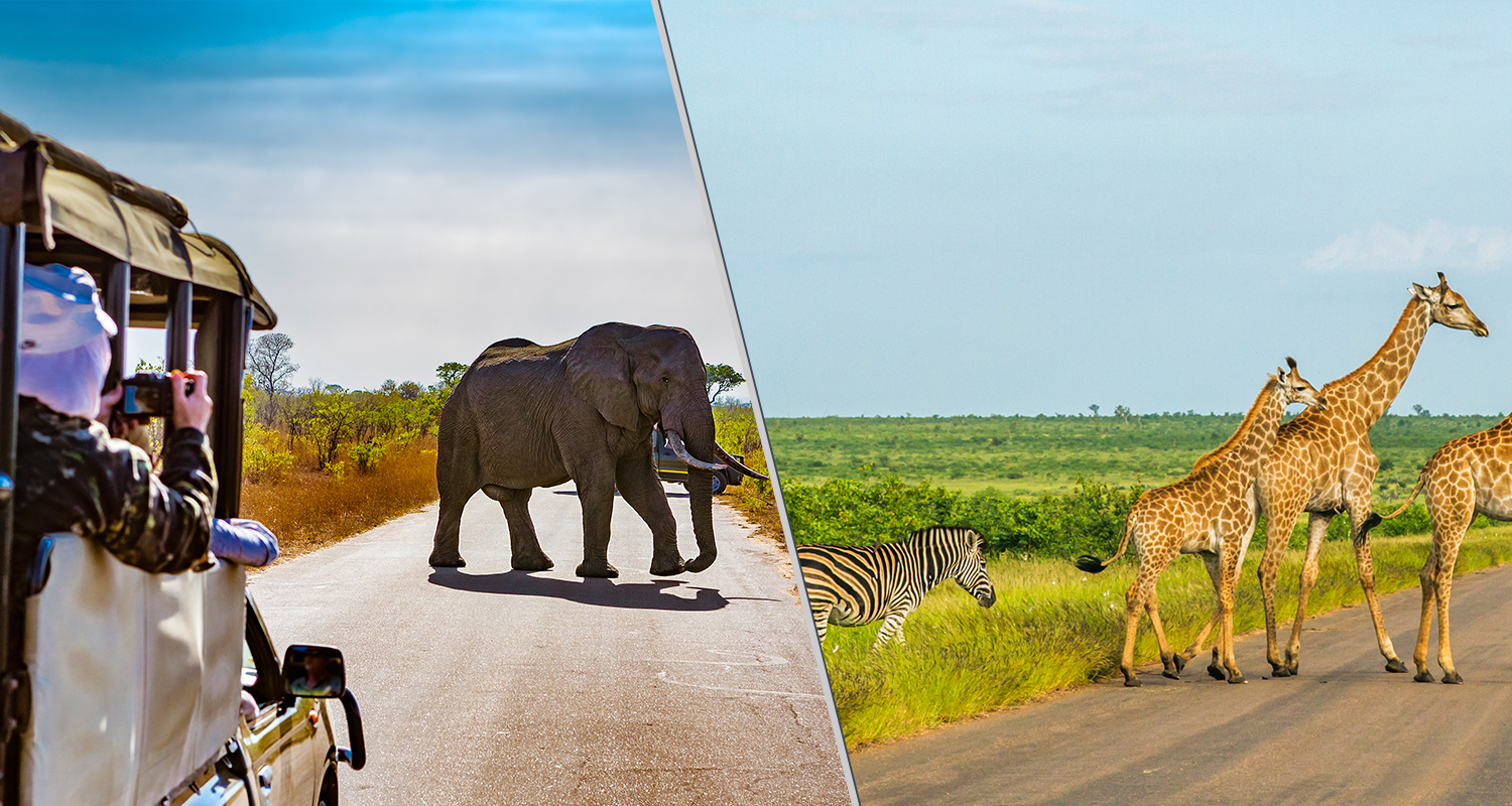 safari-africa-do-sul