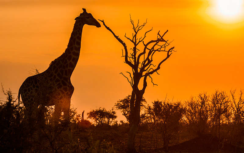 safari-kruger-park