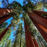 Parque Nacional da Sequoia