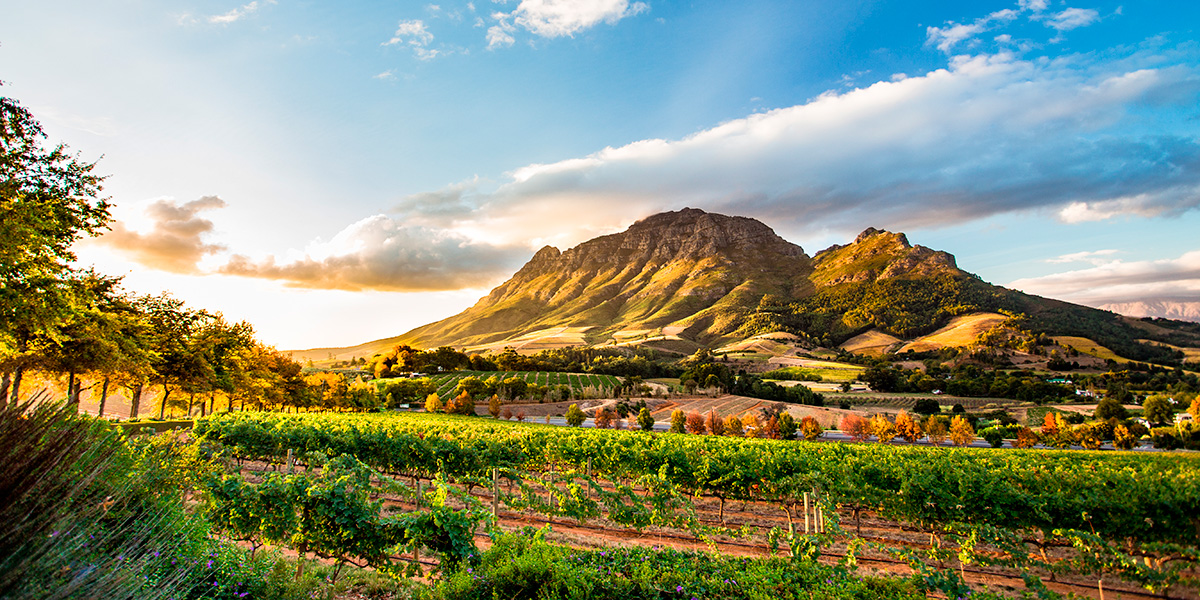 cidade-do-cabo-wine
