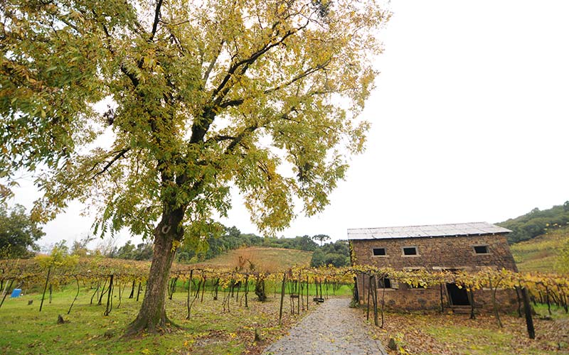 Bento Gonçalves Cantina Strapazzon