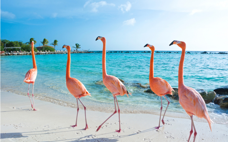 Aruba