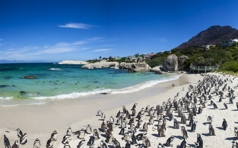 Boulders Beach