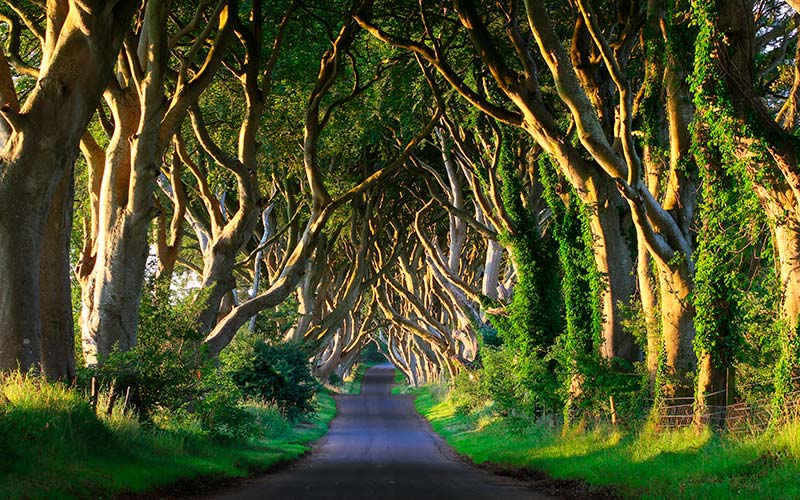 irlanda-do-norte-dark-hedges-187763780