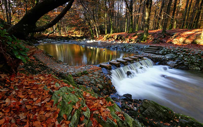 tollymore-forest-park-irlanda