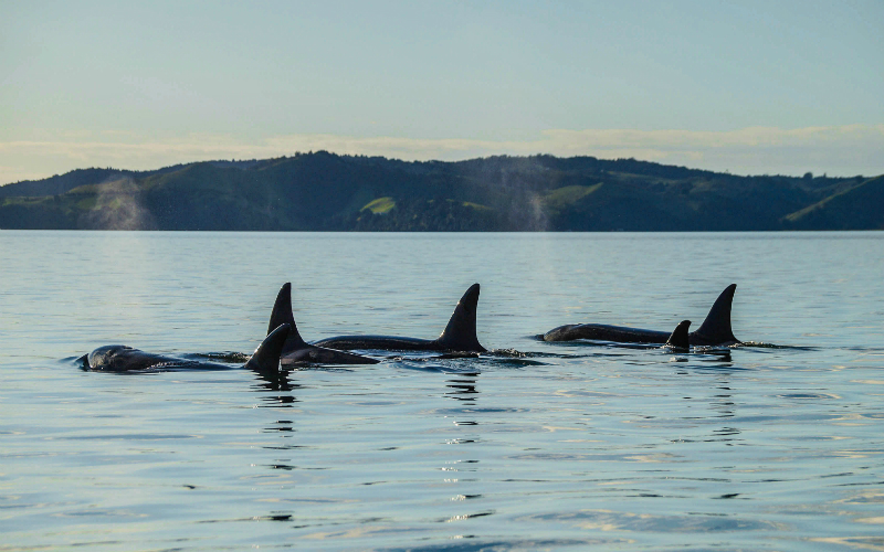 04-Auckland-Harbour-AWADS