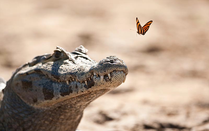 pantanal-jacare-borboleta-184673481