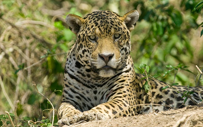 pantanal-onca-pintada-ms-478639487