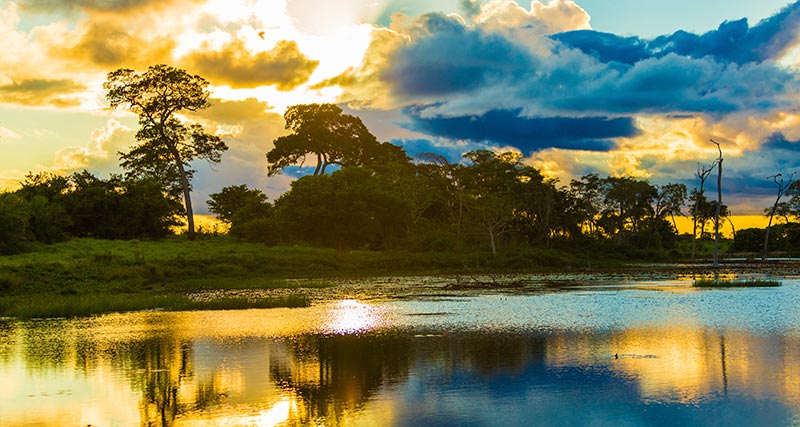 pantanal