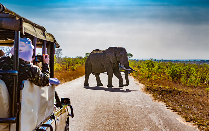 elefante-557534059