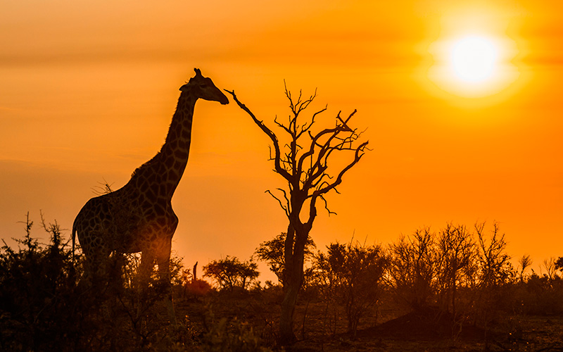girafa-por-do-sol-770258203