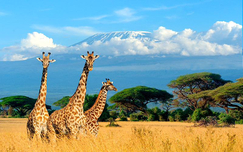 girafas-608911916
