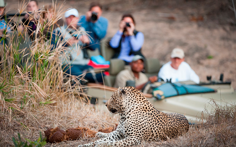 o'que e o safari