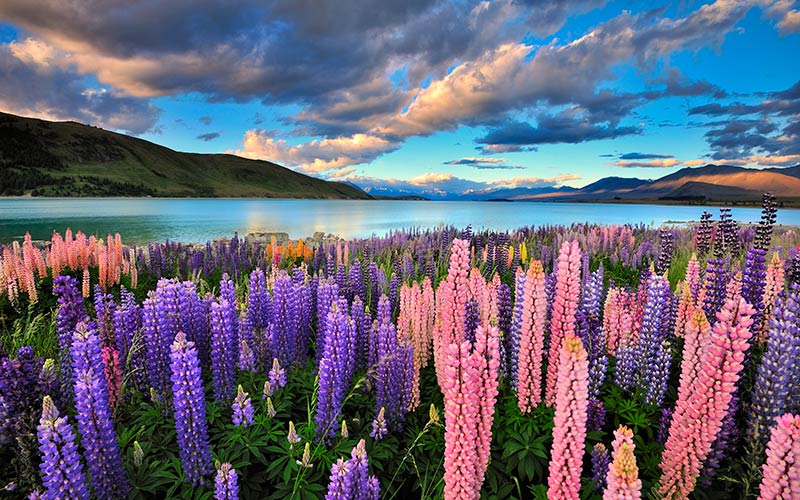 nova-zelandia-lake-tekapo-122331868
