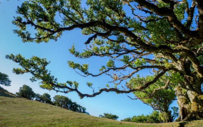 madeira-portugal-floresta-laurissilva-shutterstock-1520374691 (1)