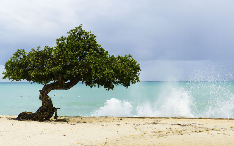 aruba-eagle-beach-468373547