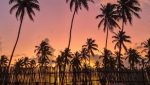 Quando a luz baixa e as sombras se alongam, a magia acontece. Nada se compara à paz de um pôr do sol em Porto de Galinhas.